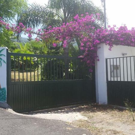 Finca Las Palmeras Icod De Los Vinos Luaran gambar