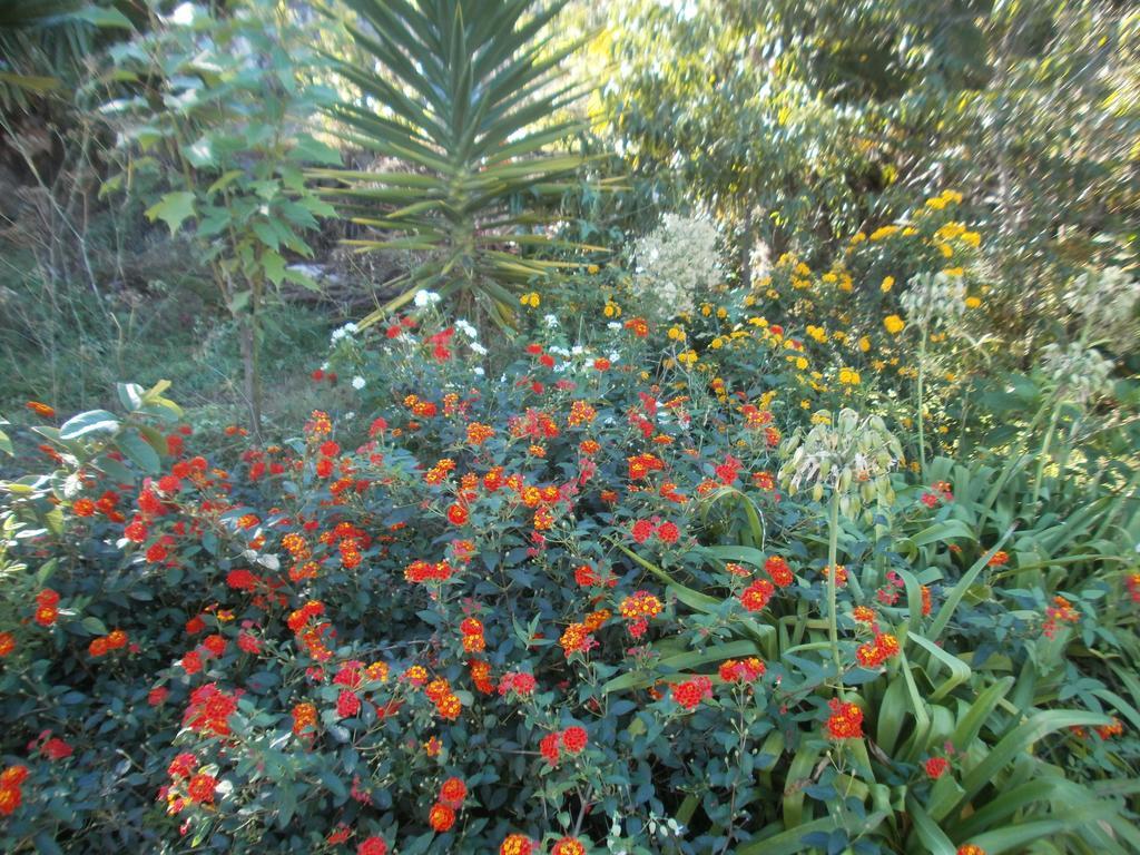 Finca Las Palmeras Icod De Los Vinos Bilik gambar