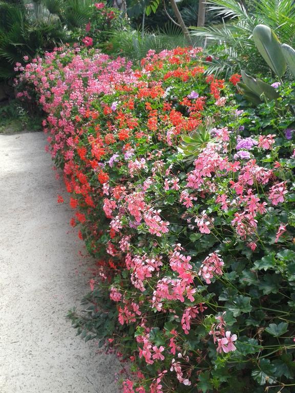 Finca Las Palmeras Icod De Los Vinos Bilik gambar