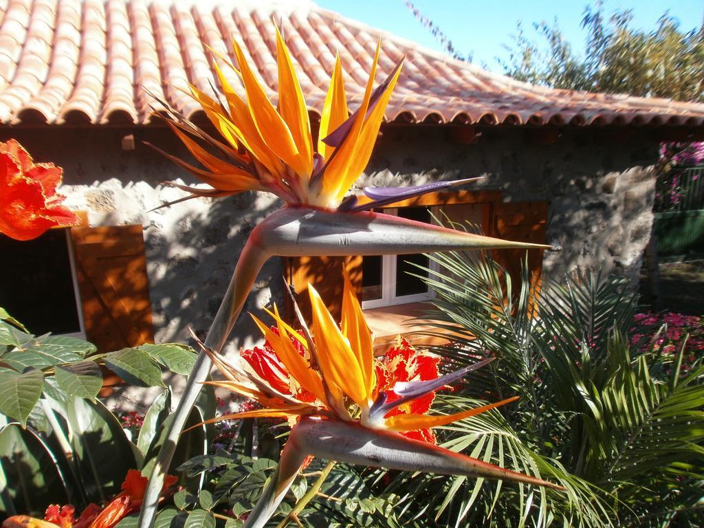 Finca Las Palmeras Icod De Los Vinos Luaran gambar