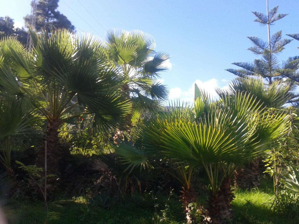Finca Las Palmeras Icod De Los Vinos Luaran gambar