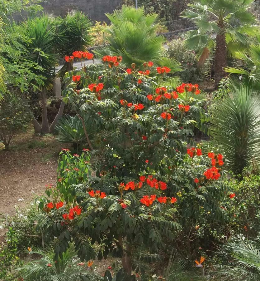 Finca Las Palmeras Icod De Los Vinos Luaran gambar