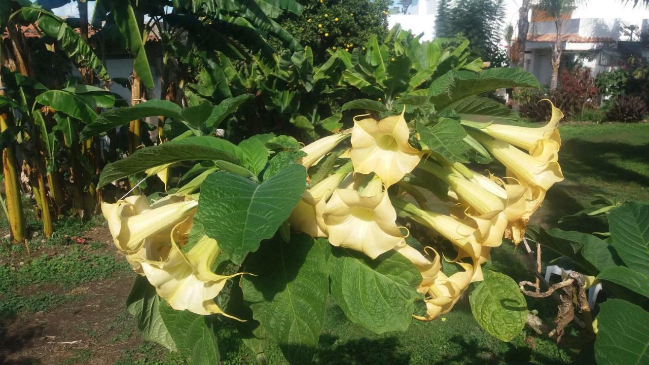 Finca Las Palmeras Icod De Los Vinos Luaran gambar