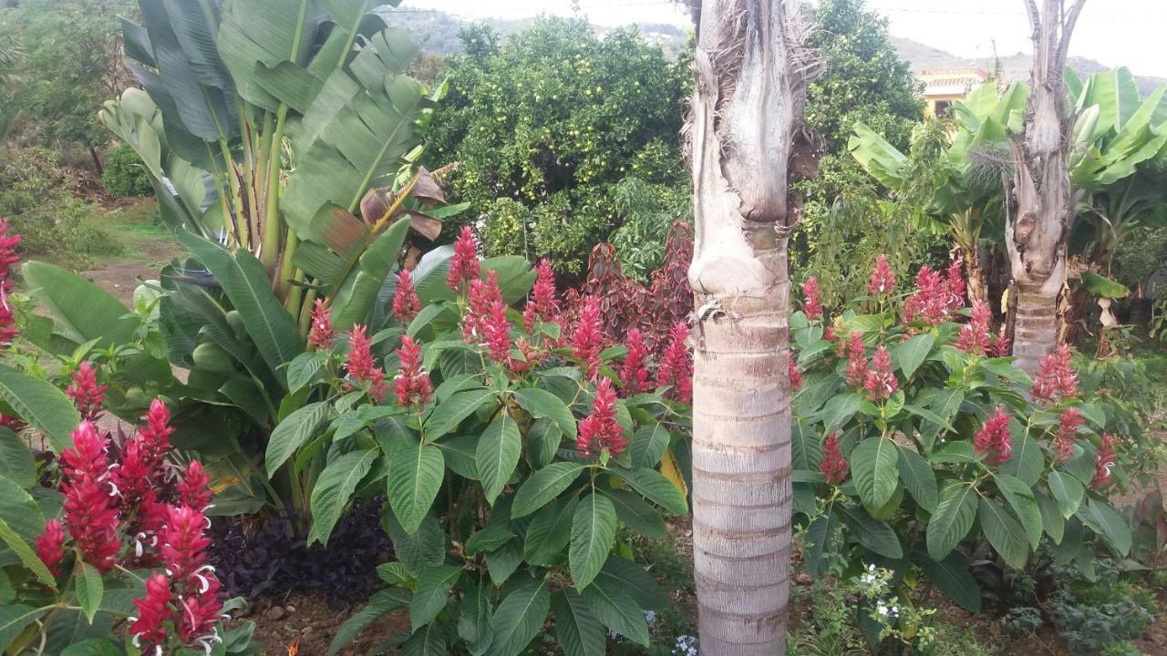 Finca Las Palmeras Icod De Los Vinos Luaran gambar
