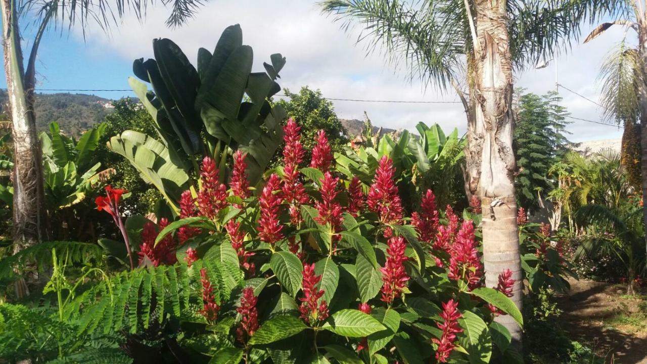 Finca Las Palmeras Icod De Los Vinos Luaran gambar